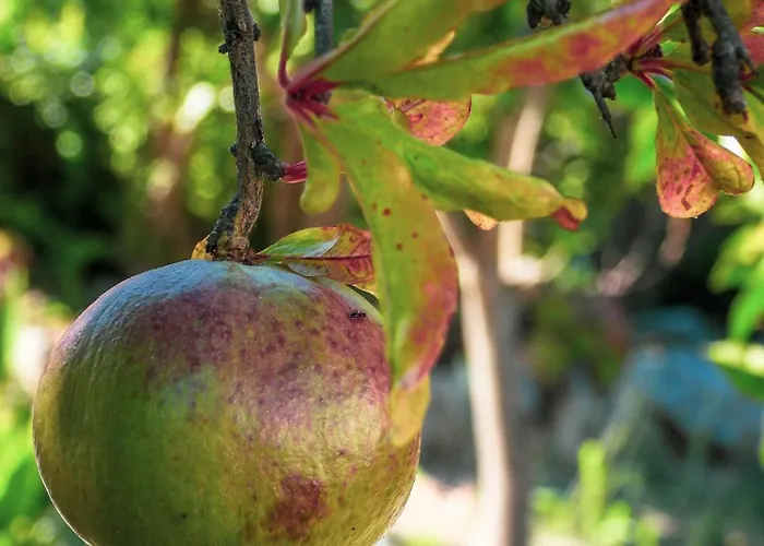 Thanos Village 4* Gialova